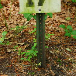 Photos Of: Birch Grove Campground - 06/26/2009