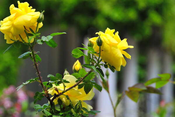 Morven Museum & Garden