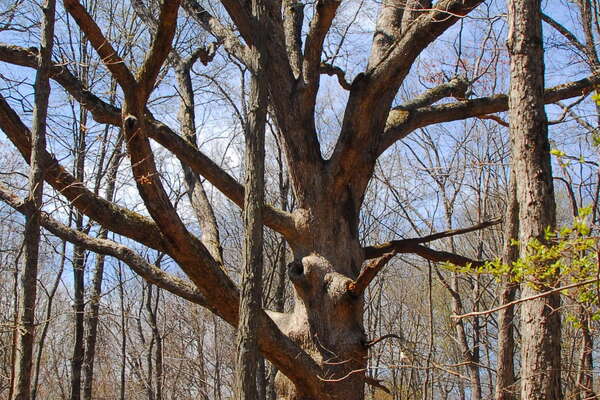Trails in Lord Stirling Park