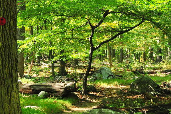 Sourland Preserve
