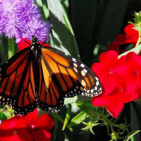 History In Bloom Annual Garden Tour - June 23