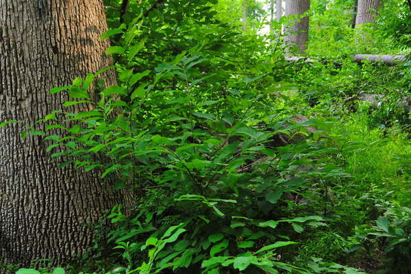 The blue trail gets overgrown