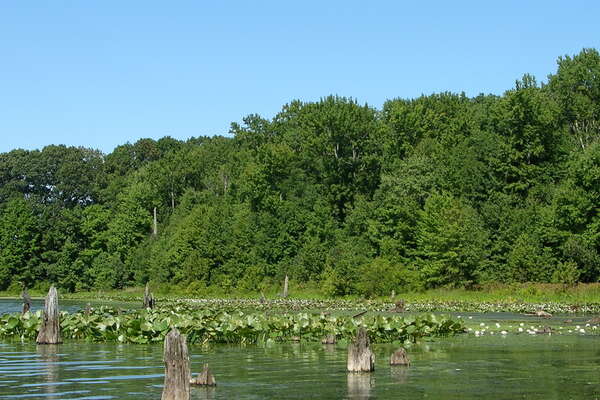 Assunpink Wildlife Management