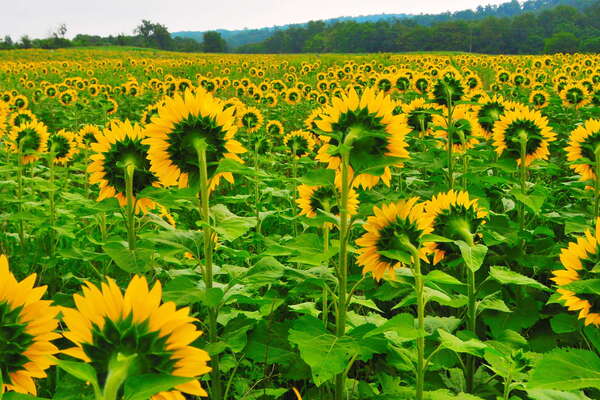 Sussex County Sunflower Maze