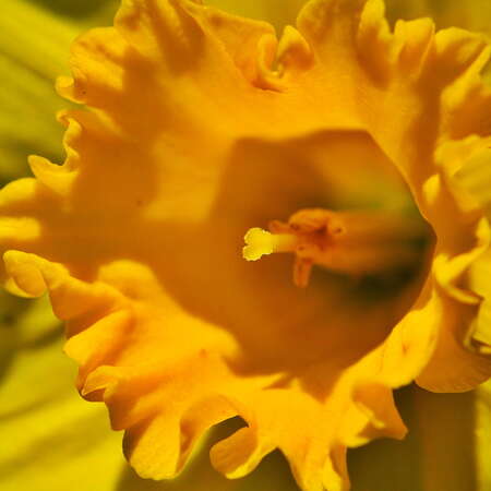 Daffodil Days in Allentown, March 2022