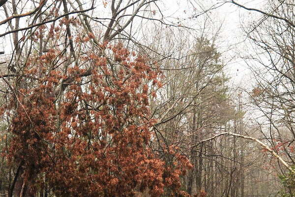 hanging limbs are Never good