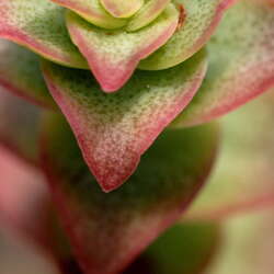 Photos Of: Deep Cut Gardens - The Greenhouse (2008) - 08/10/2013