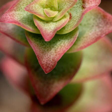 Photos Of: Deep Cut Gardens - The Greenhouse (2008) - 08/10/2013