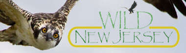 Wild New Jersey Logo
