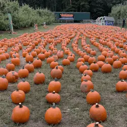 Demarest Farms