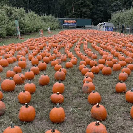 Demarest Farms