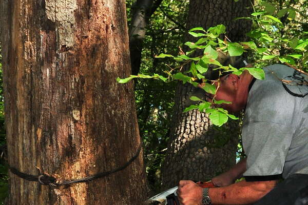 Well placed cuts are required - 2 (chainsaw is not on)