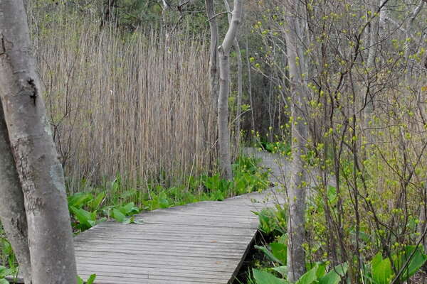 A marshy area near the Schoolhouse road trailhead