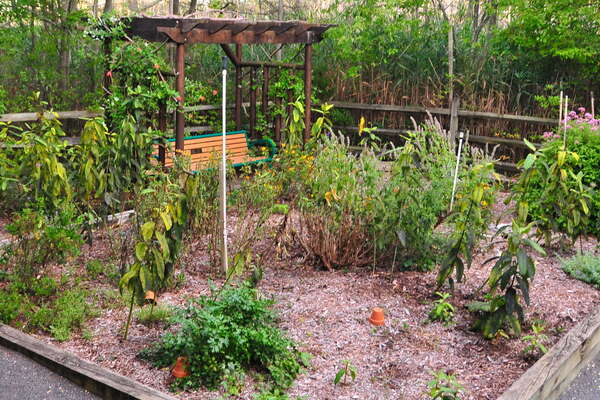 A nice butterfly garden