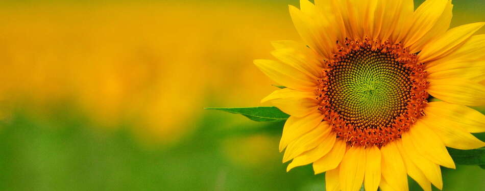 Oh, New Jersey, how do we love thee? 118 reasons why...