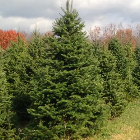 Anne Ellen Christmas Tree Farm
