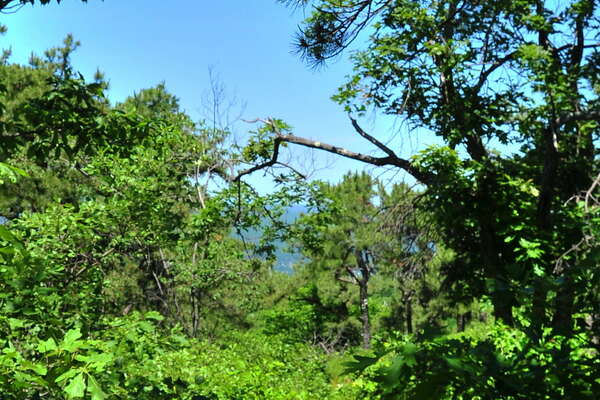 Top of the mountain - a bit overgrown