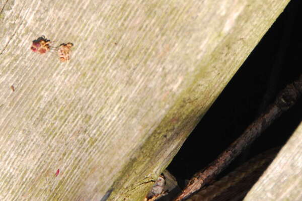 Trails in Lord Stirling Park