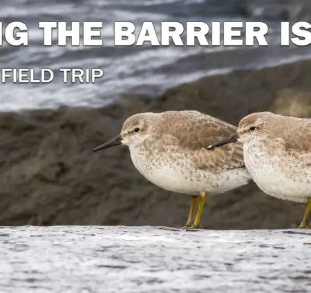 Birding on the Barrier Islands
