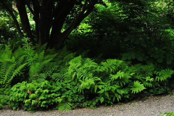 Cross Estate Gardens, 2018