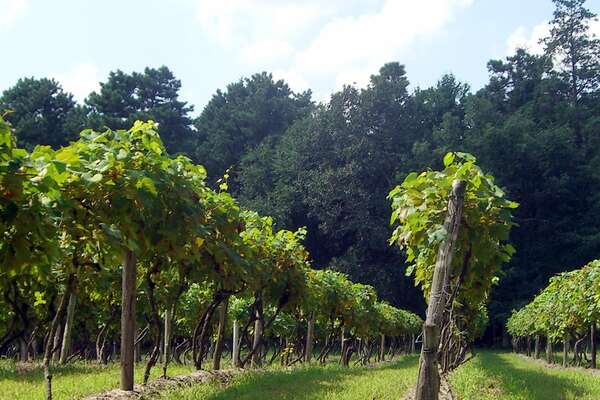 Renault Winery