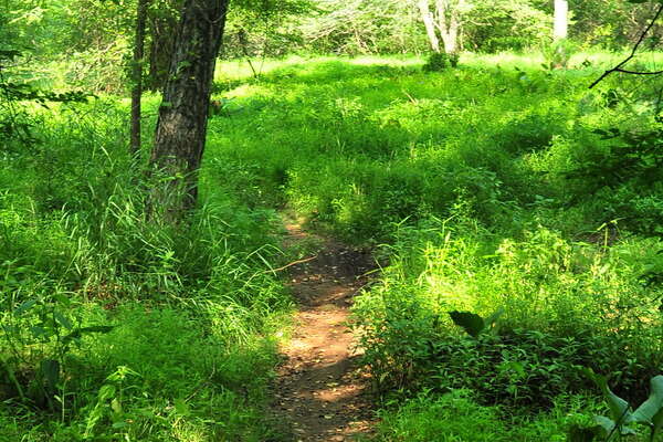 Trails near the Manasquan River (near group camping)
