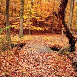 A fall Hike Through Turkey Swamp Park (2015) - 11/05/2015