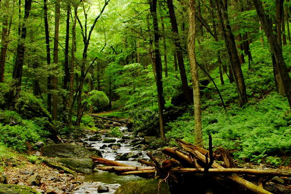 Dunnfield Creek