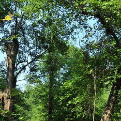 Photos of: Trails near the Allaire State park Group Campground - 07/12/2012