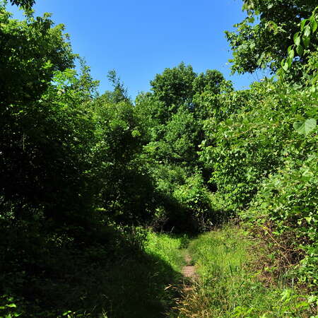 Trail Day With S.M.A.R.T. at Mercer County Park - June, 2012 - 06/16/2012