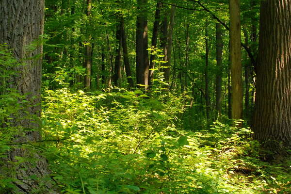 Very nice paths .. and great trees!