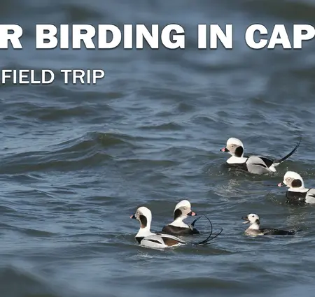 Winter Birding in Cape May