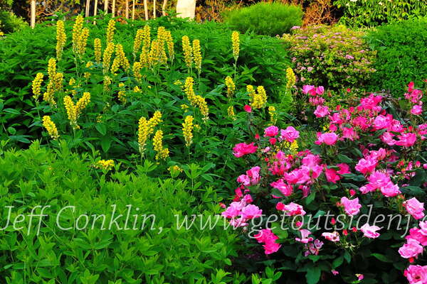 Frelinghuysen Arboretum - June 16th 2014