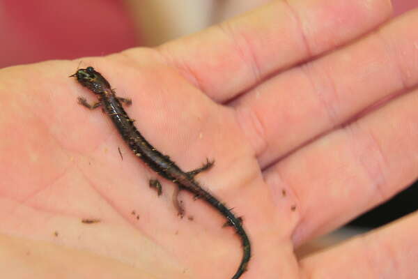 Salamanders in Mercer CP?