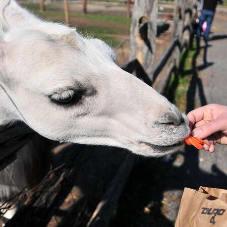 Pumpkin Picking and feeding the animals in Atlantic Farm - 10/17/2010
