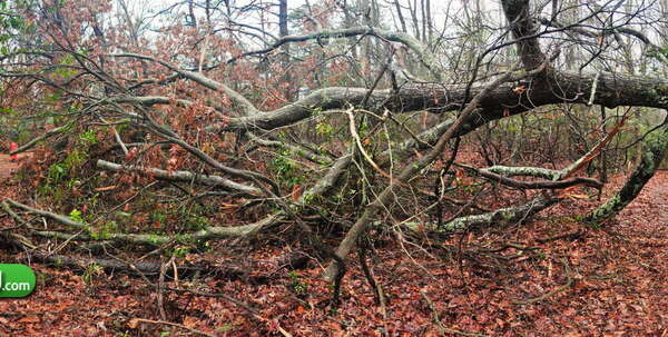 Large tree down - Panoramic
