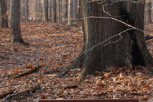 Davidson's Mill Pond