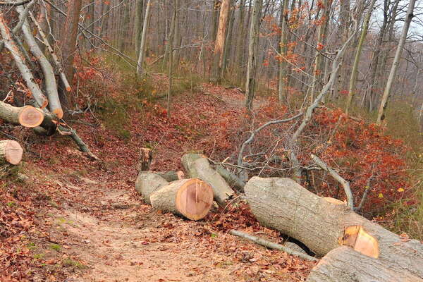 The big monster has been taken out 2