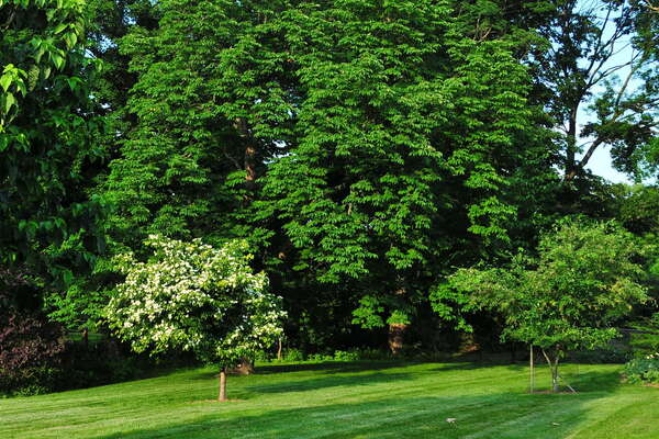 Frelinghuysen Arboretum - June 16th 2014