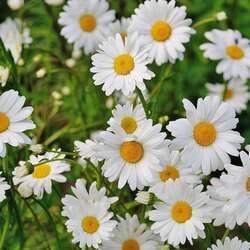 Memorial Park And Pool