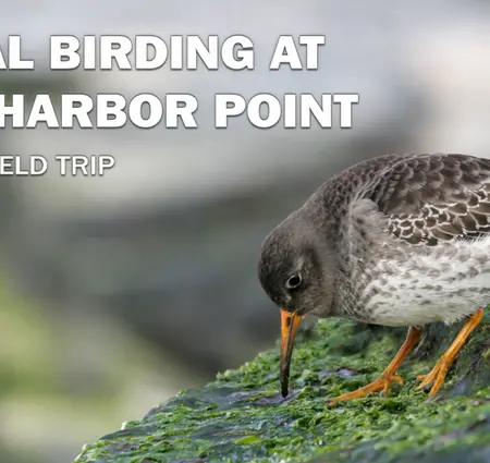 Coastal Birding at Stone Harbor Point