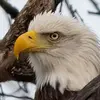 Cape May Fall Festival