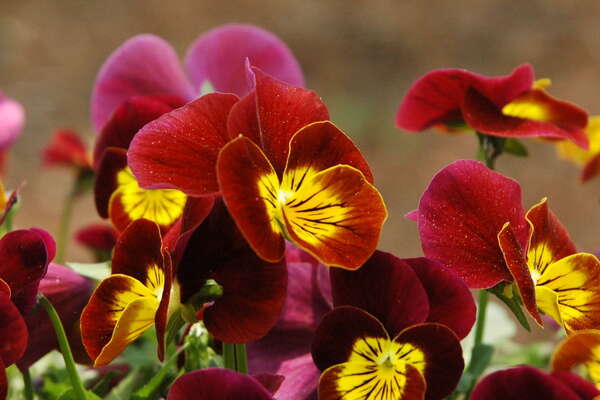 Farm Flowers