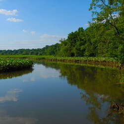 Abbott Marsh