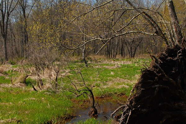 Trails in Lord Stirling Park