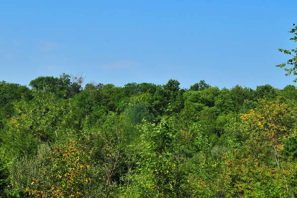 Scenic ride on the Black River and Western Railroad
