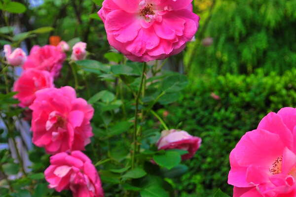 Frelinghuysen Arboretum - June 16th 2014