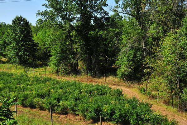 Scenic ride on the Black River and Western Railroad