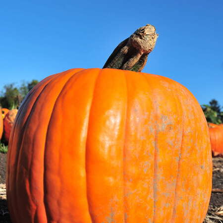 The Last Fling Pumpkin Sling has Moved to PA