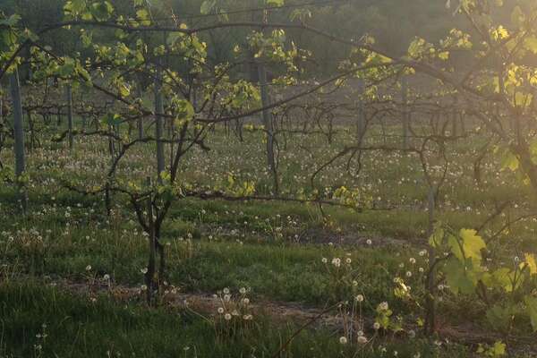 Four Sisters Winery